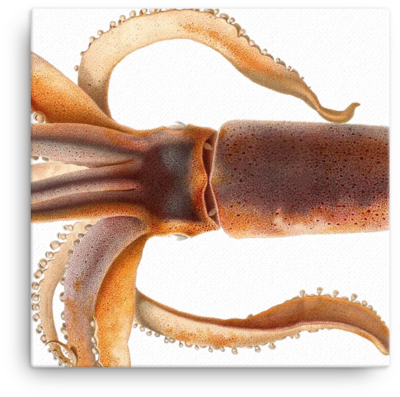 The Shop - Todarodes Sagittatus Clipart (600x600), Png Download