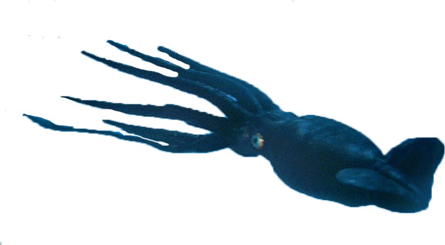 Animalgiant Squid - Eagle Clipart (1076x996), Png Download