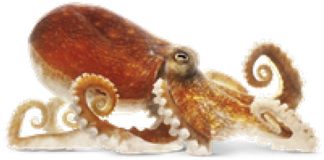 Octopus Png Transparent Images - Png Octopus Clipart (640x480), Png Download