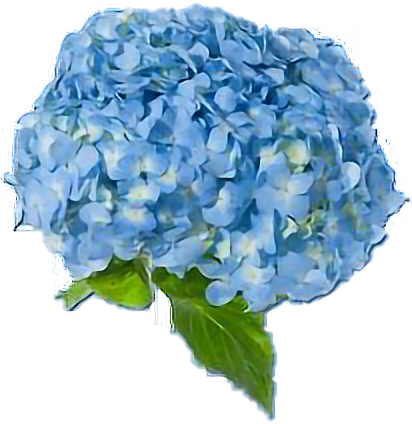 Blue Blueaesthetic Flowers Blueflowers Aesthetic To - Blue Aesthetic Flowers Png Clipart (412x424), Png Download