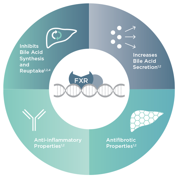Circle Clipart (640x607), Png Download