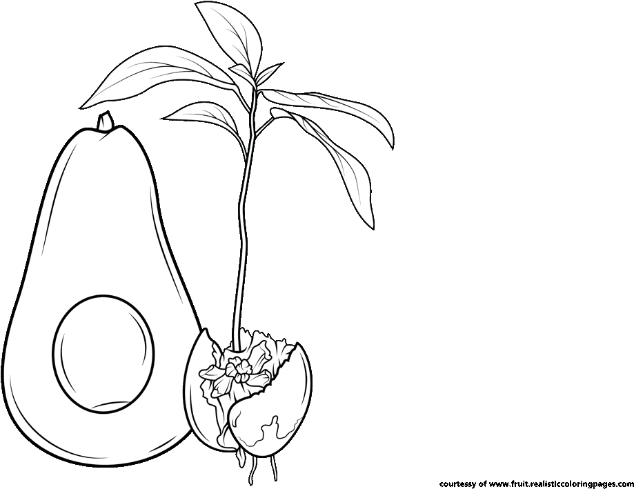 Avocado Slices Clip Art Free Avocado Tree Clipart - Illustration - Png Download (1280x720), Png Download