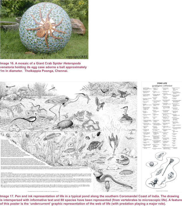 Starfish Clipart (624x704), Png Download