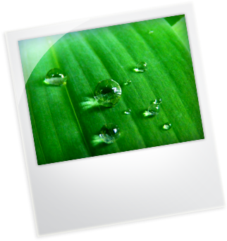 132k Prices 08 Feb 2013 - Sabal Minor Clipart (960x400), Png Download