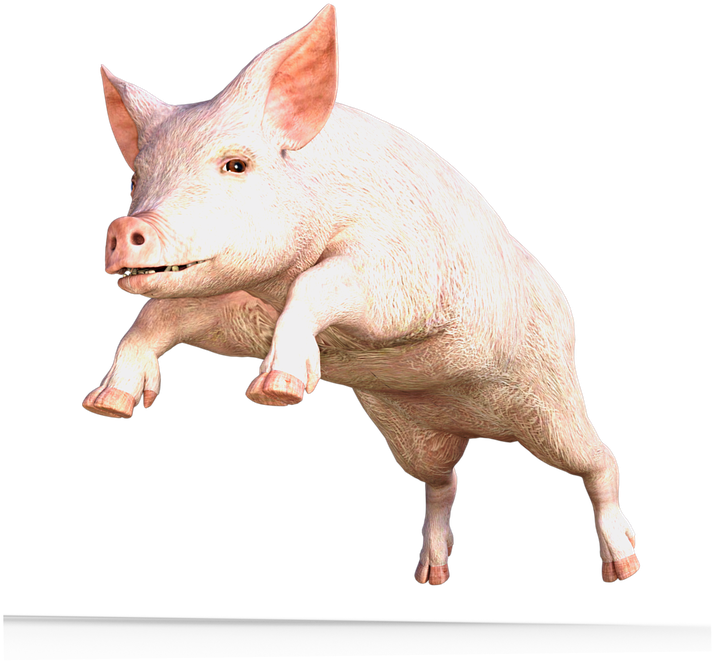 Pig Png Transparent Images - Domestic Pig Clipart (720x720), Png Download