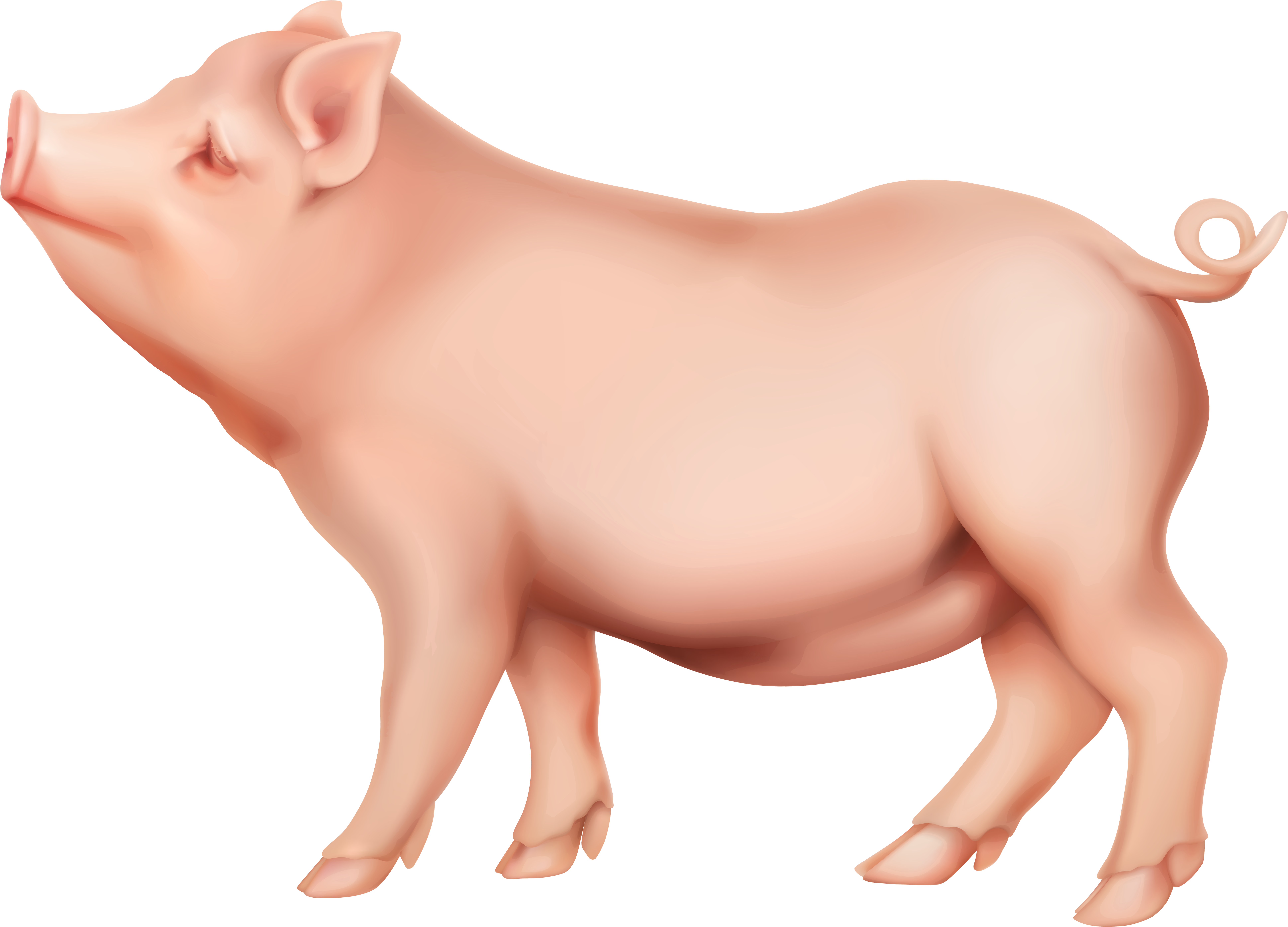 Pig картинки для детей