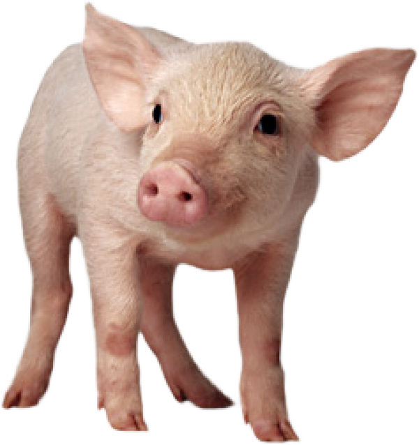Pig Png Free Download - Pig Png Clipart (600x637), Png Download