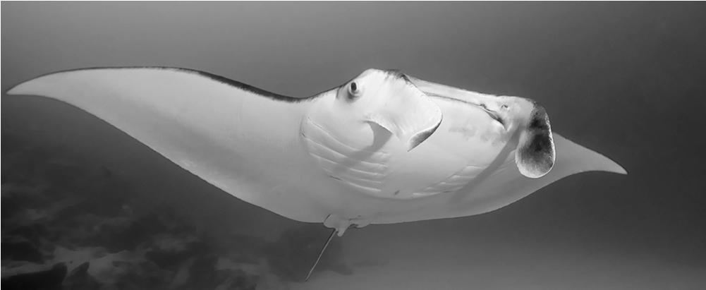 Manta Ray Beach - Seabird Clipart (1000x1000), Png Download