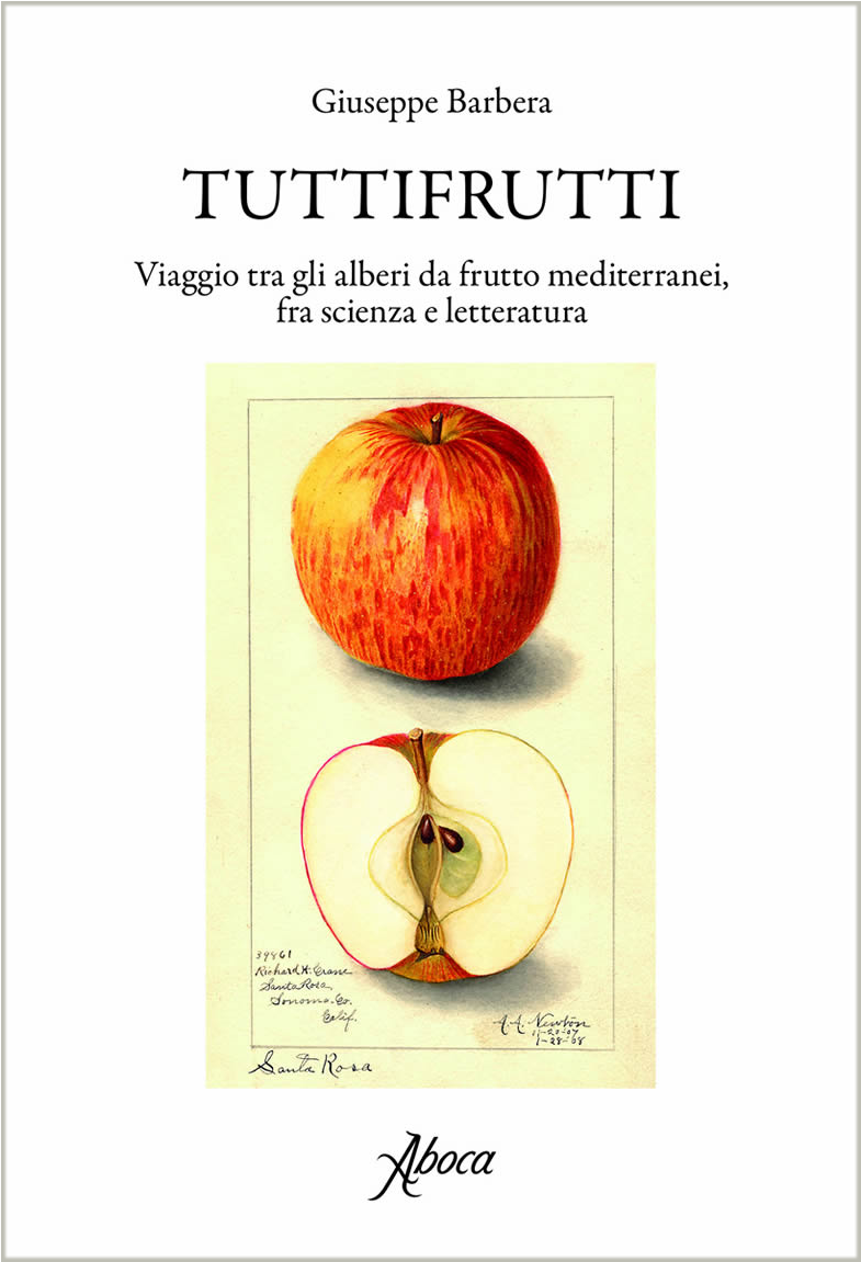 Picture Of Tuttifrutti - Mcintosh Clipart (1280x1280), Png Download
