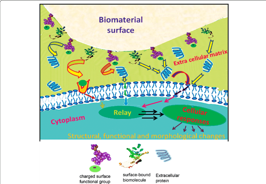 Schematic Illustration Of A 'smart Cell-material Interface - Graphic Design Clipart (850x589), Png Download