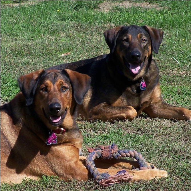 Bella & Jake At Farmville Animal Hospital - Companion Dog Clipart (1000x667), Png Download