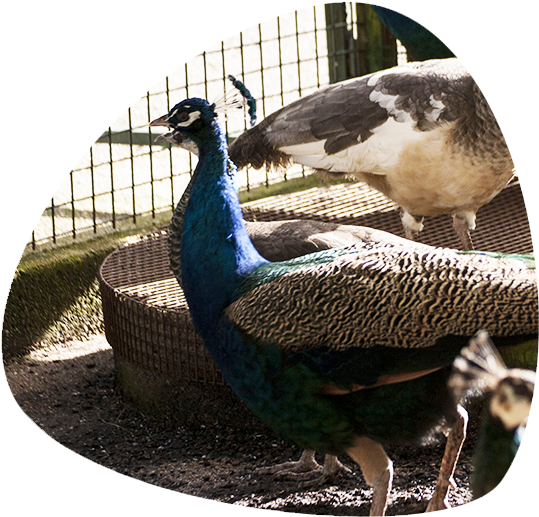 Aves - Peafowl Clipart (696x531), Png Download