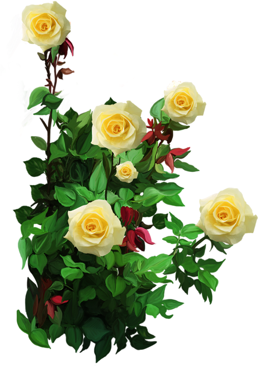 Roses,pink,roze,rosa, - Белые Розы Clipart (524x800), Png Download