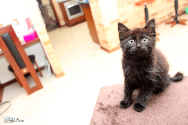 Donate To Petrescue - Black Cat Clipart (638x638), Png Download