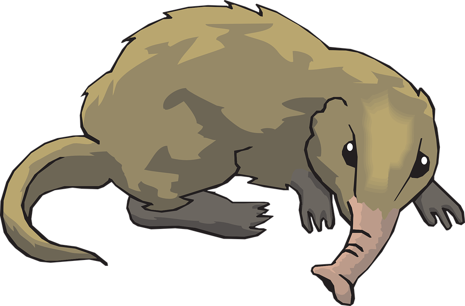 Long Tail Animal Fur Shrew Nosed Nose - Shrew Clipart - Png Download (960x631), Png Download