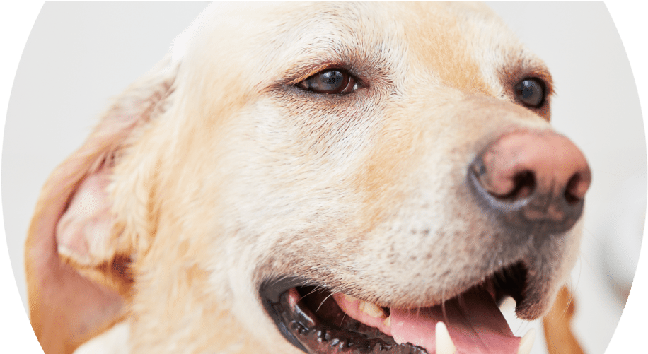 42 219k Dog Bath 20 Jul 2017 - Dog Taking Bath Clipart (1000x500), Png Download