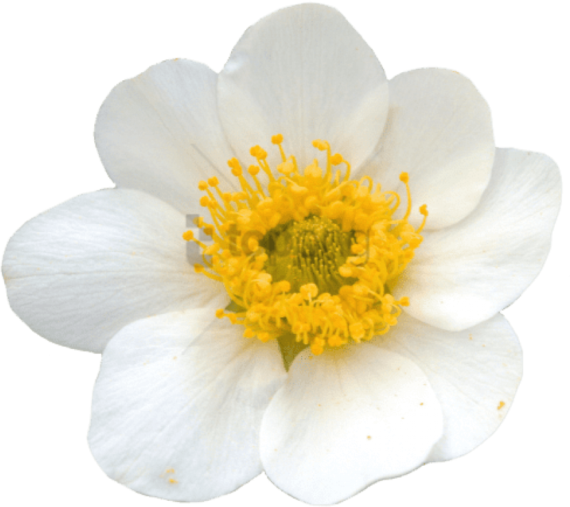 Free Png Yellow Flower Crown Transparent Png Image - Mountain Avens Png Clipart (850x765), Png Download