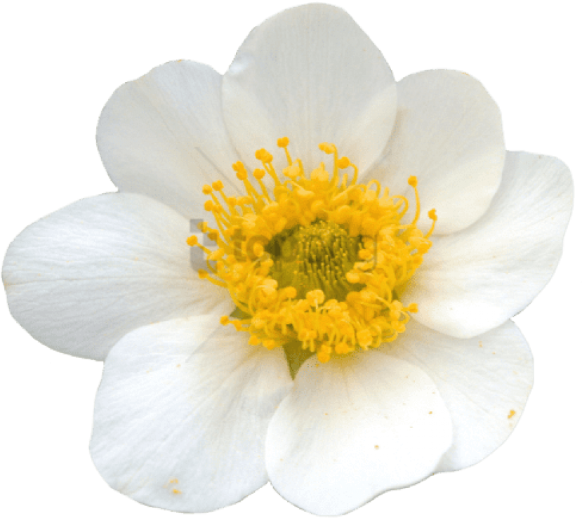 Free Png Yellow Flower Crown Transparent Png Image Mountain Avens Png