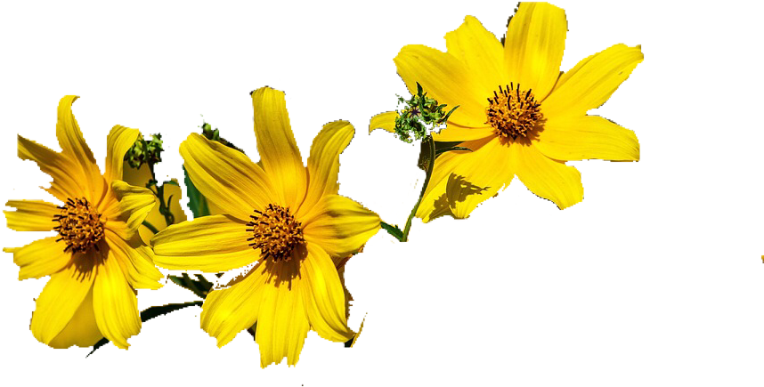 #flower #flowercrown #flowerpower #bandito #bandithoe - Sunflower Clipart (960x636), Png Download