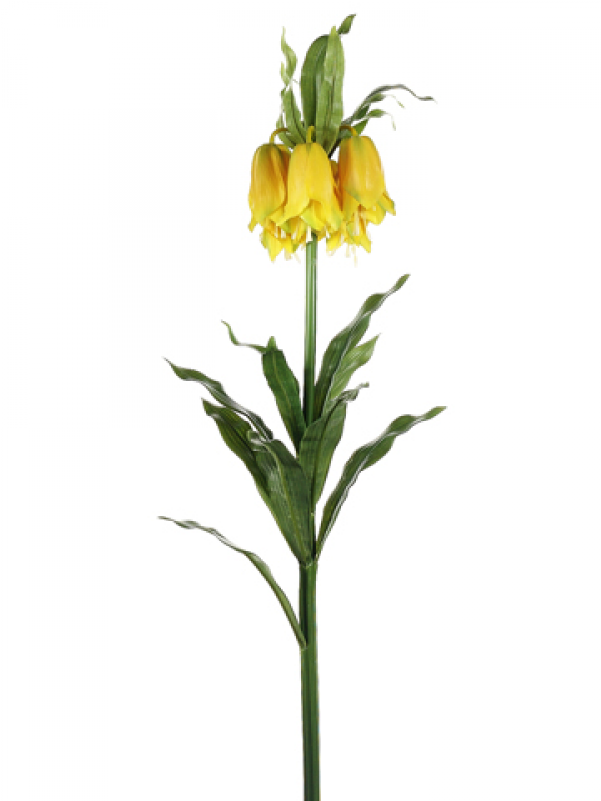 34" Imperial Crown Fritillaria Spray Yellow - Crown Imperial Clipart (800x800), Png Download