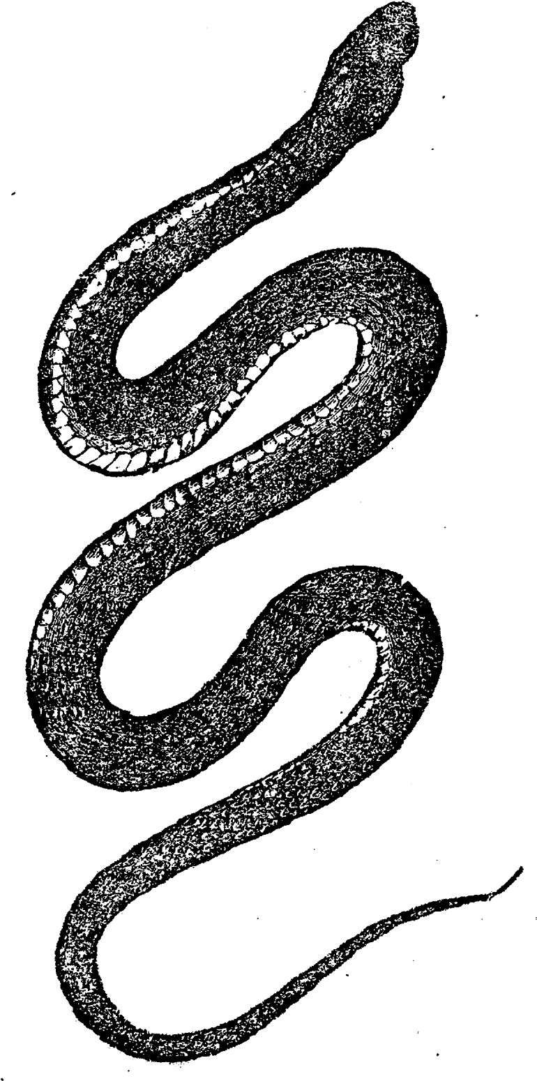 And, The Third Digital Reptile Image, Is Also Of A - Vintage Clip Art Snake - Png Download (800x1600), Png Download