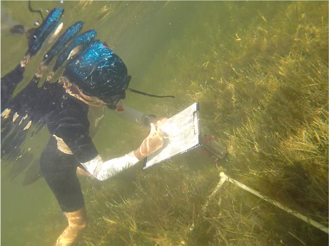 Kai Lopez Taking A Benthic Seagrass In A Dense Seagrass - Grass Clipart (1600x800), Png Download