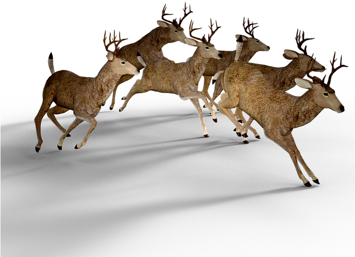 Deer Free Png Transparent Background Images Free Download - Most Deer Population Clipart (720x720), Png Download