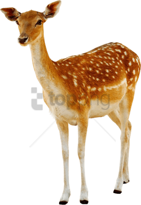 Free Png Deer Png Png Image With Transparent Background - Deer Png Clipart (480x699), Png Download