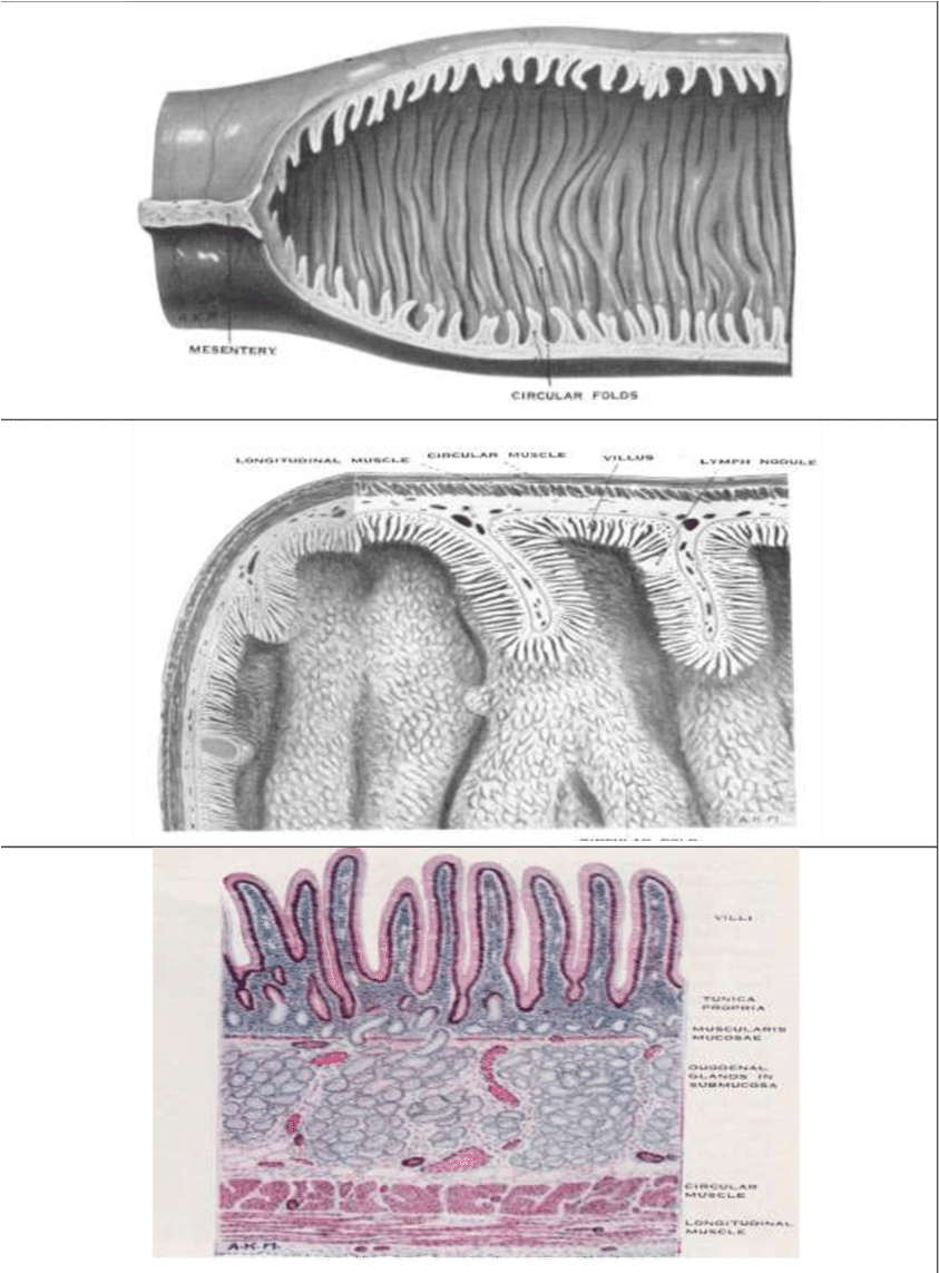 The Folded Interior Of The Jejunum - Crochet Clipart (850x1142), Png Download