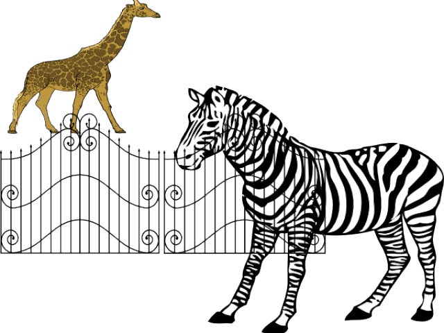 Zebra Picture For Colouring Clipart (640x480), Png Download