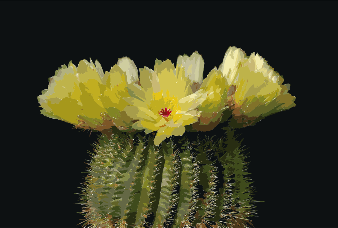 Cactus Flowers Parodia Tenuicylindrica Schlumbergera - Cactos Com Flores Amarelas Clipart (1110x750), Png Download
