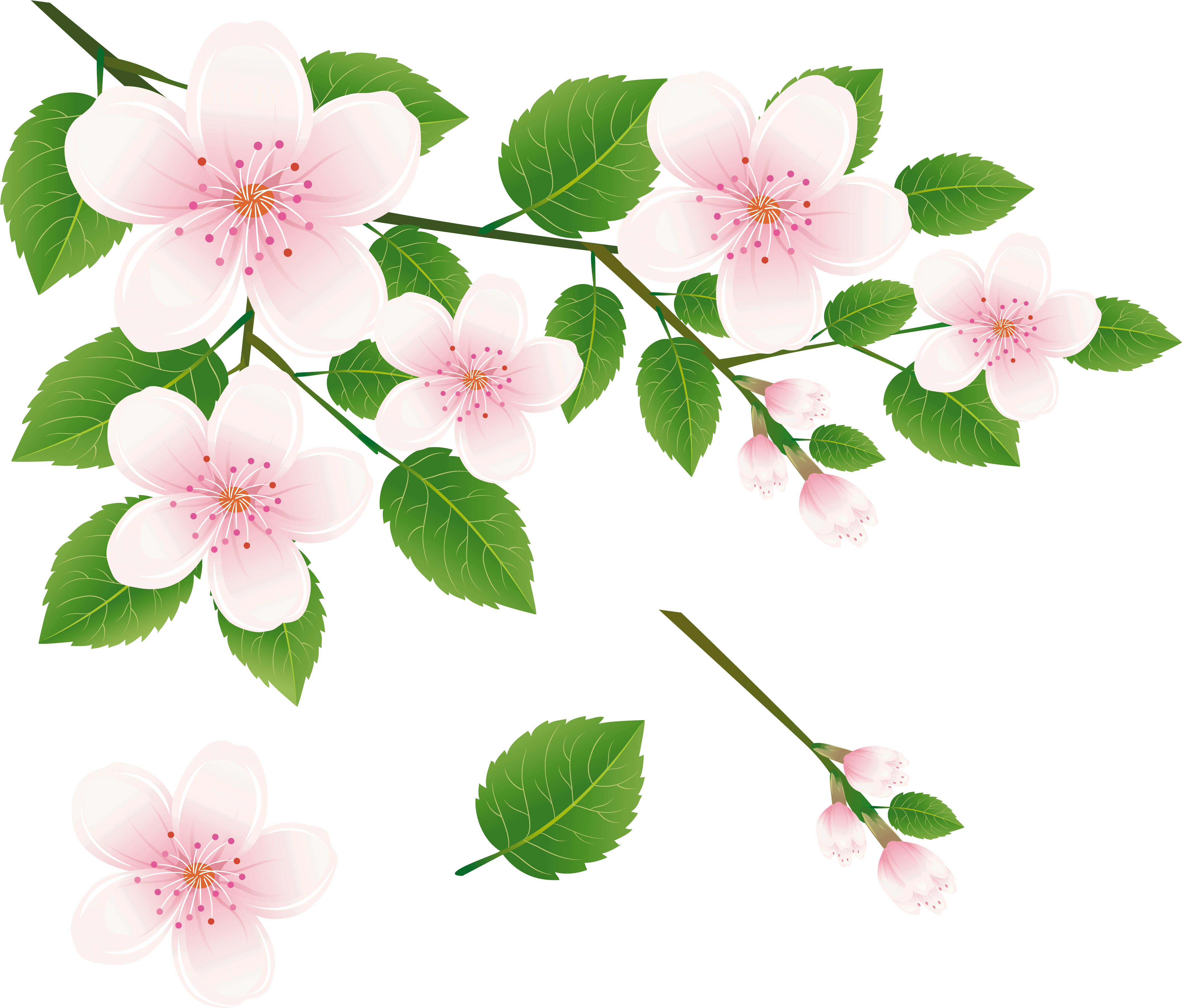 Spring Tree Branch With Flowers Png Clipart Picture - Full Hd Flower Png Transparent Png (4346x3731), Png Download