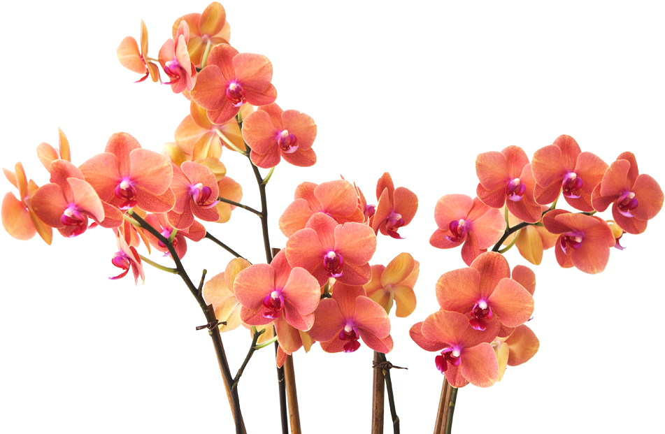 About Us - Red Orange Flower Branch Png Clipart (960x624), Png Download