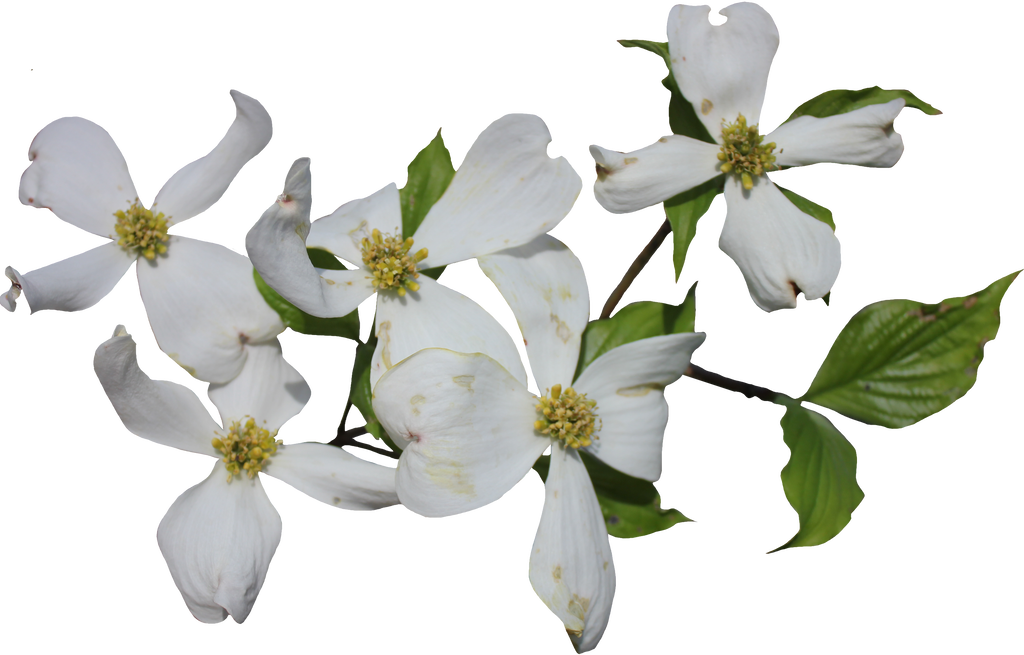 Dogwood Flower Png Clipart (1024x655), Png Download