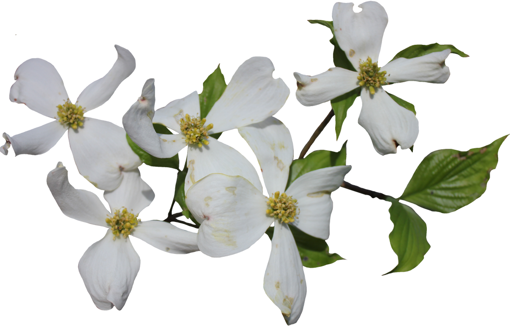 Download Dogwood Flower Png Clipart Png Download - PikPng