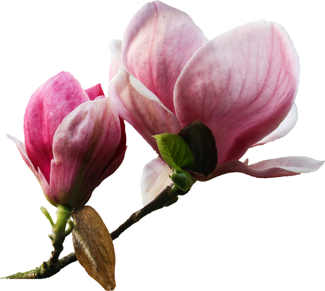 Flower Plant Nature - Magnolia Png Clipart (1280x1147), Png Download