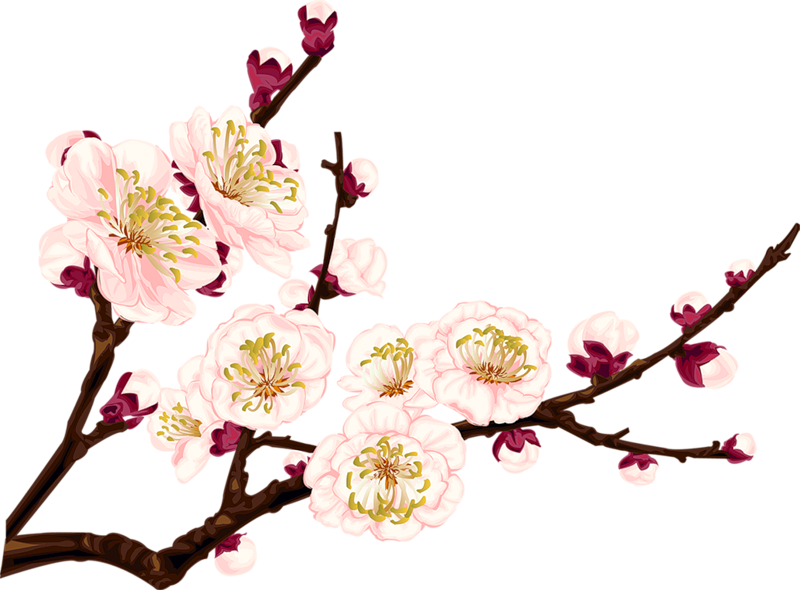 #tumblr #flower #flowers #branch #branchs - Apricot Blossom Png Clipart (800x590), Png Download