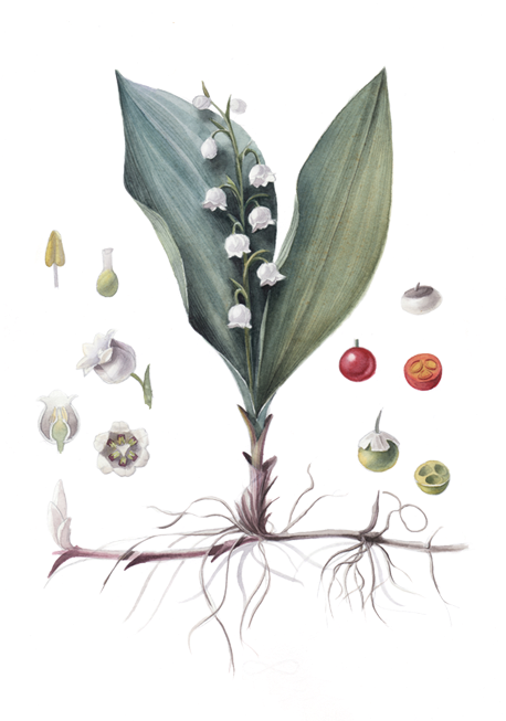 Lily Of The Valley Clipart (472x760), Png Download