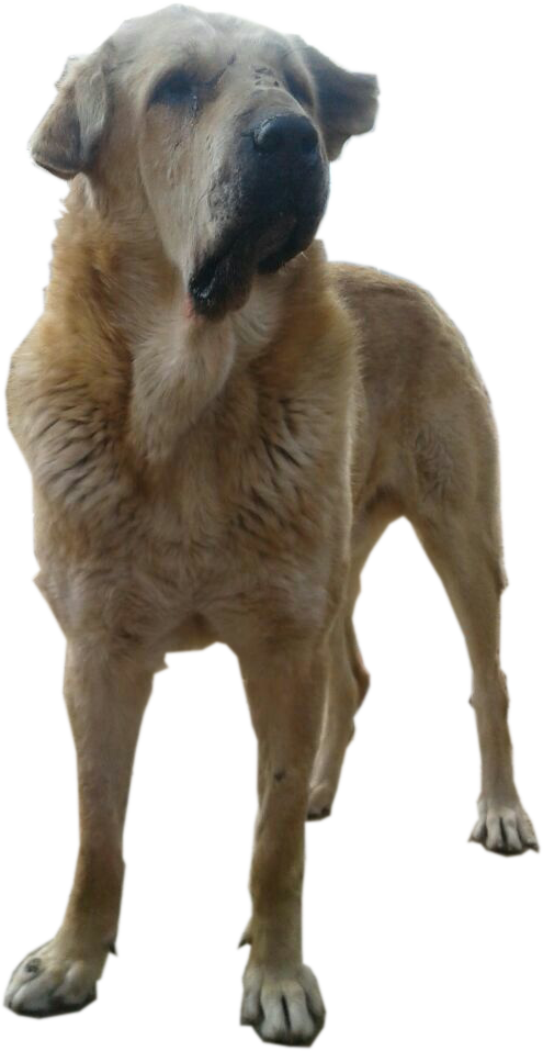 سگ پژدر -kurd Mastiff - Dog Png Street Clipart (495x957), Png Download