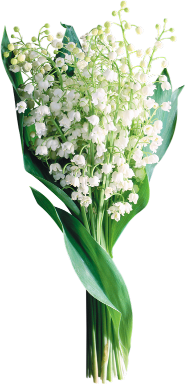 Gyöngyvirág Lily Of The Valley, Gify, Plants, Garden, - Tube Png Brin De Muguet Clipart (400x778), Png Download