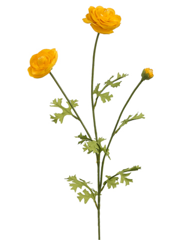 5" Ranunculus Spray X3 Yellow - Persian Buttercup Clipart (800x800), Png Download