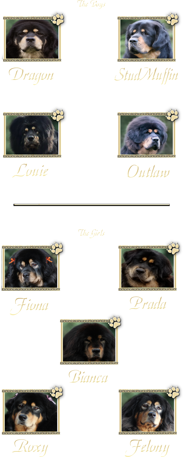 Tibetan Mastiff Clipart (771x1919), Png Download