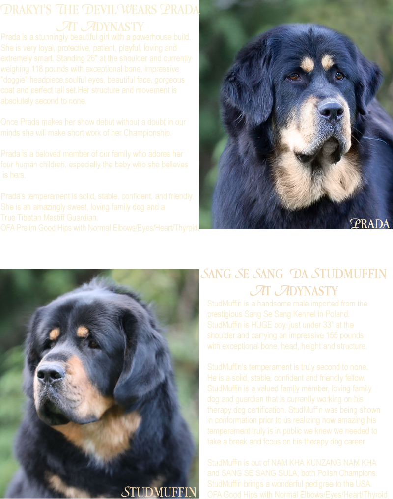 Current Planned Breedings - Companion Dog Clipart (800x1016), Png Download