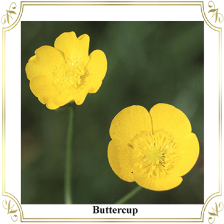 Buttercup Clipart (492x705), Png Download
