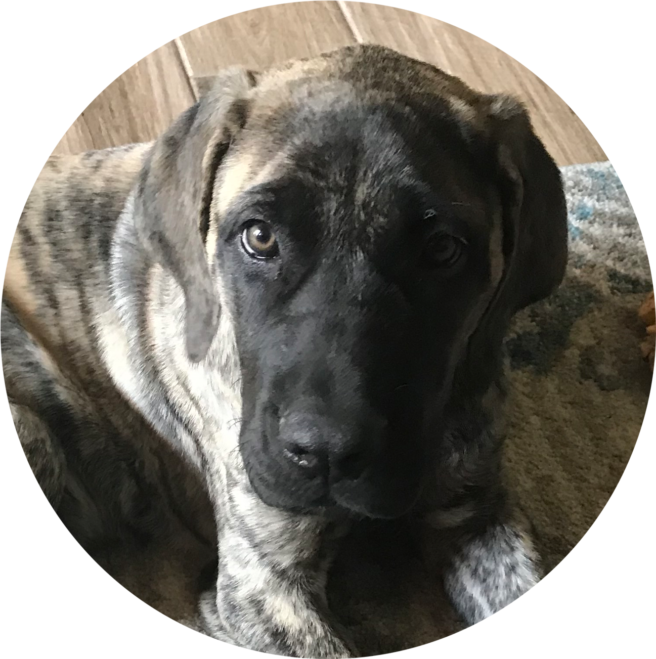 Piper - Companion Dog Clipart (1440x1440), Png Download