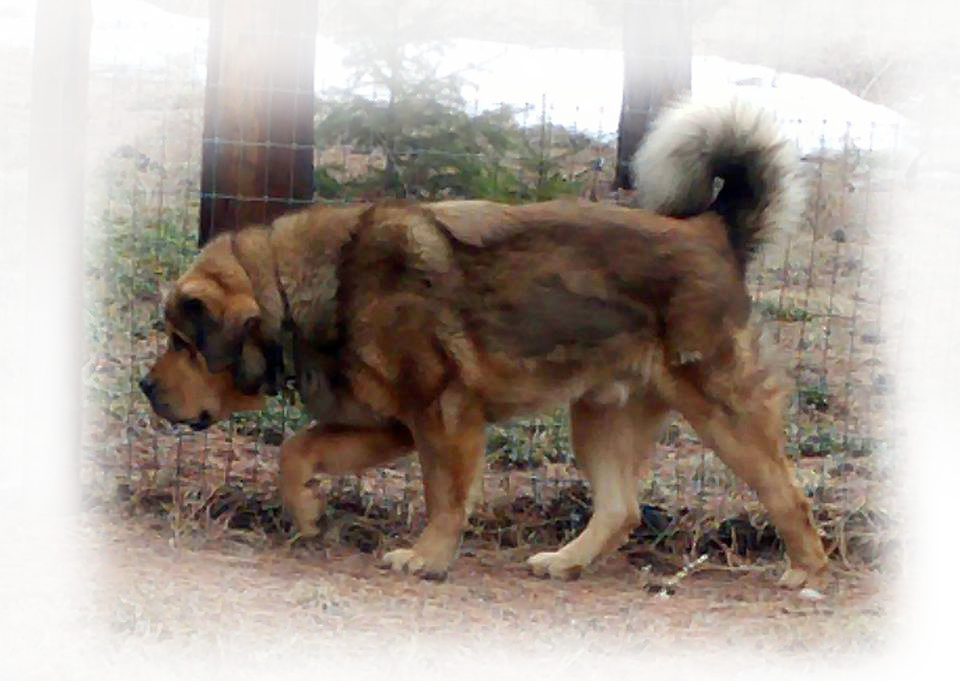 Tibetan Mastiff Braveheart - Ancient Dog Breeds Clipart (960x681), Png Download