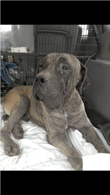 Companion Dog Clipart (638x638), Png Download