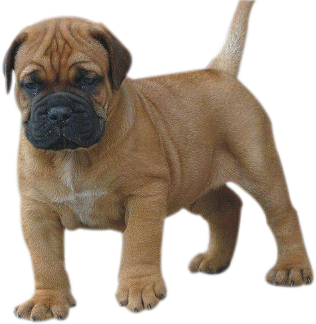 Bull Mastiff - Ori-pei Clipart (633x648), Png Download