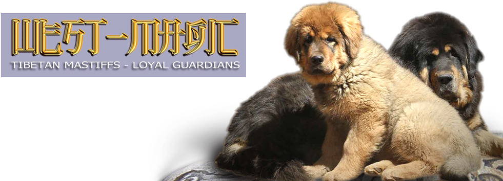 Tibetan Mastiff - Giant Dog Breed Clipart (1000x353), Png Download