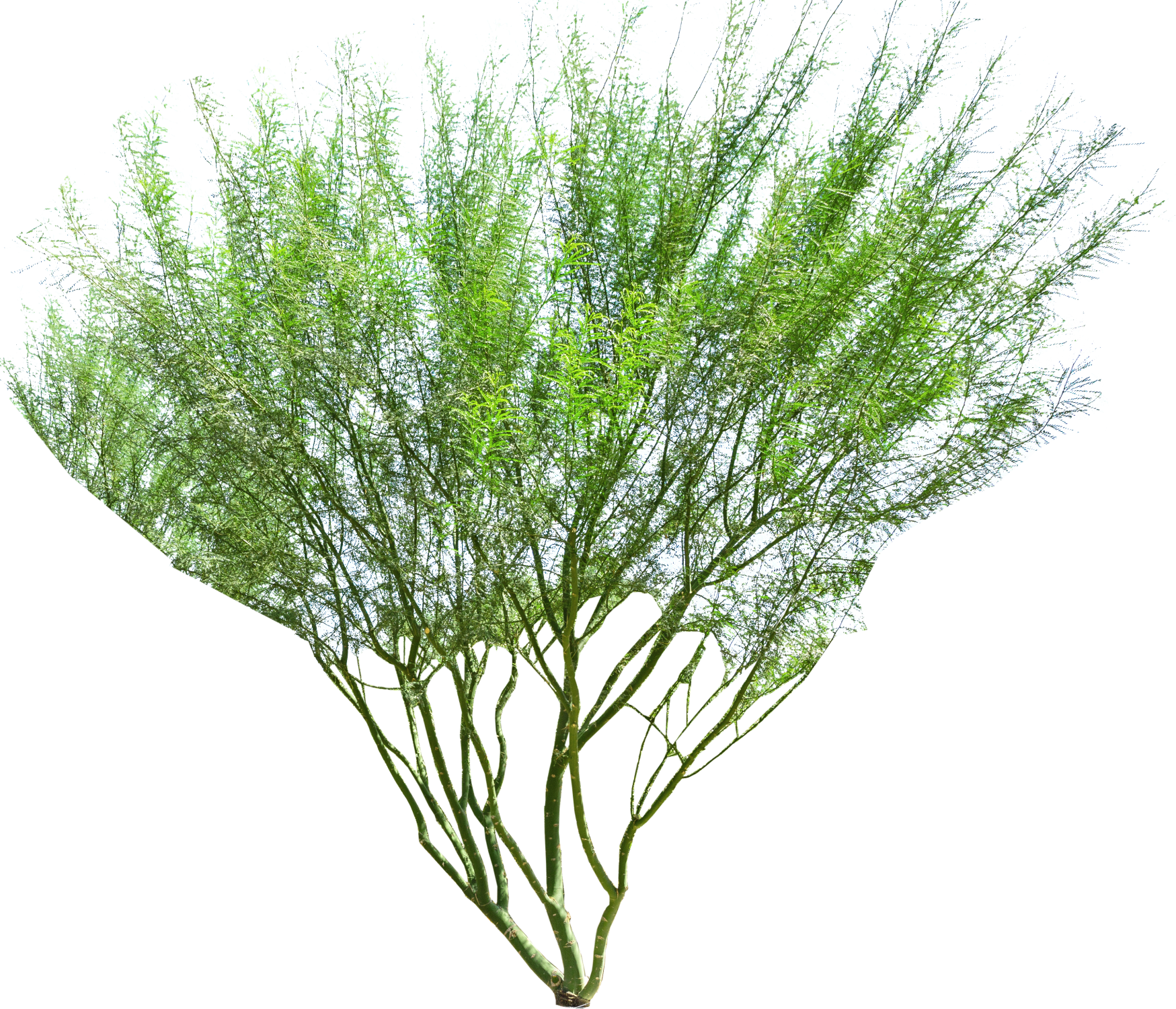 Museum Palo Verde - Palo Verde Tree White Background Clipart (1749x1500), Png Download